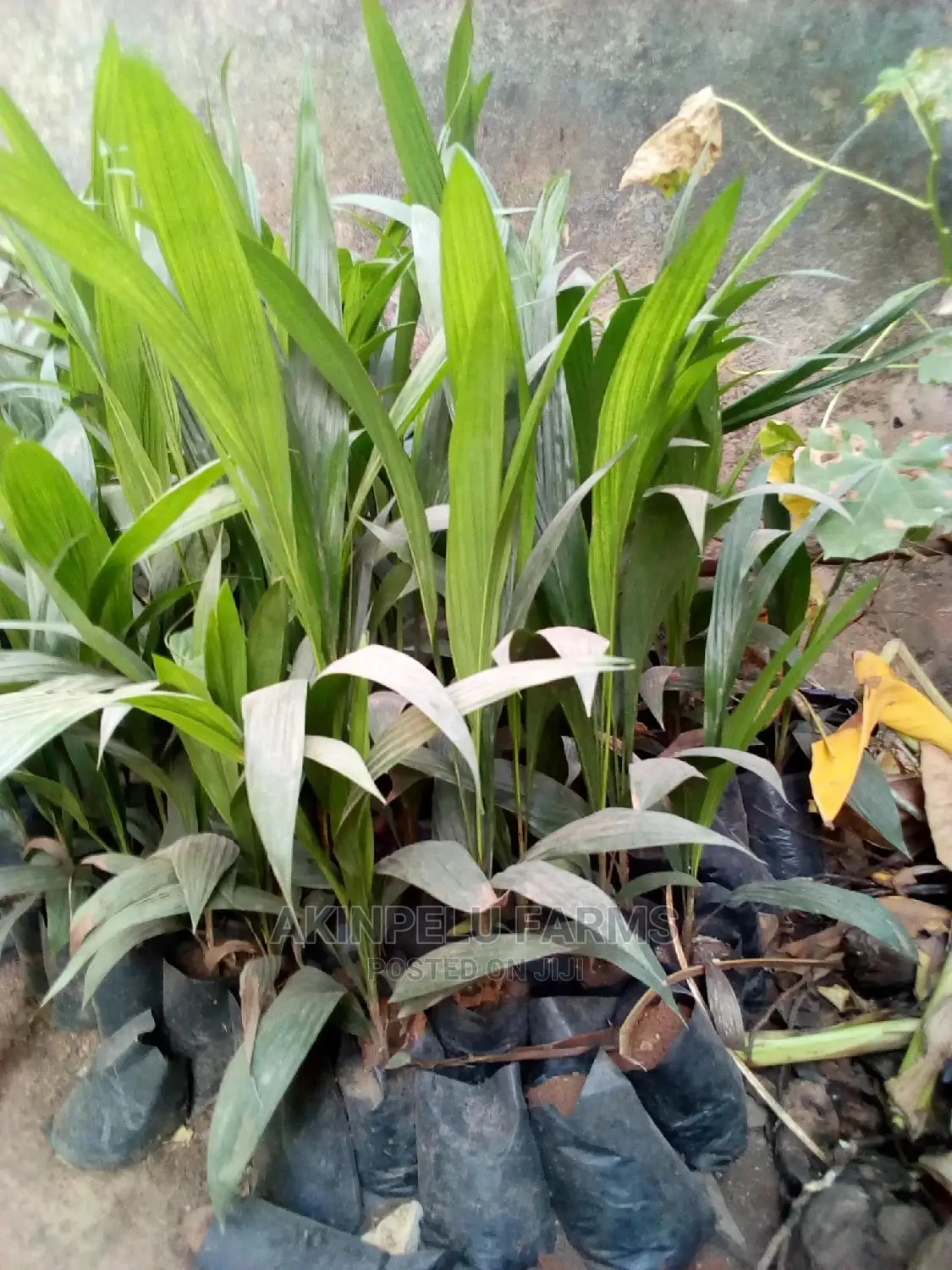 Oil Palm Seedlings for Sale