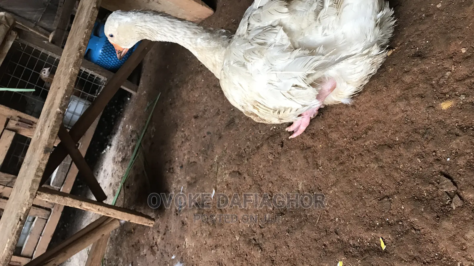 Laying Goose