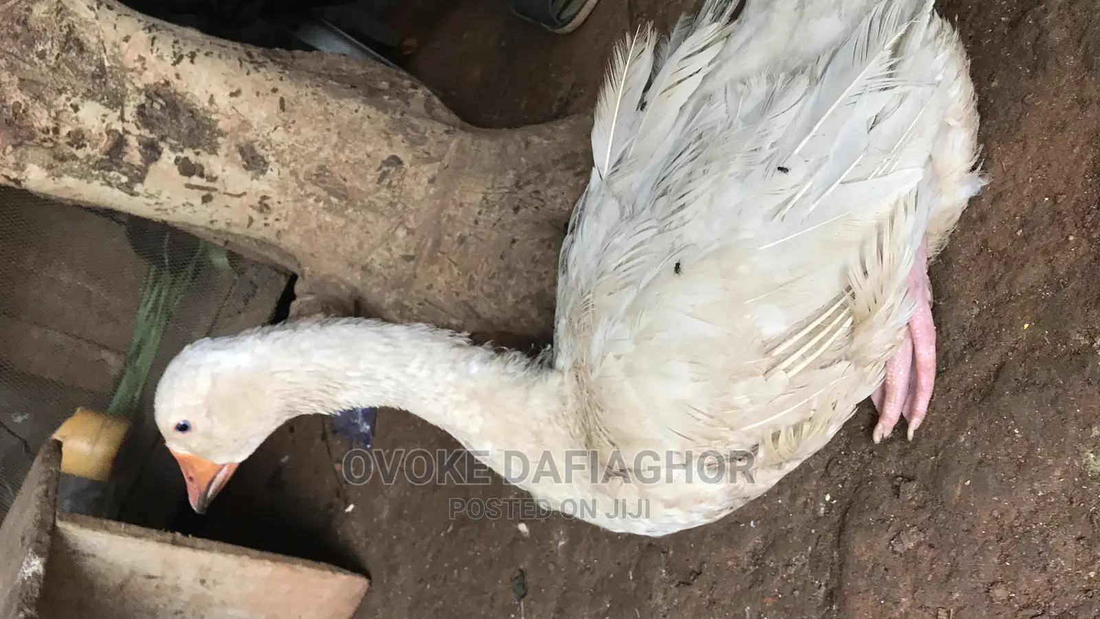 Laying Goose