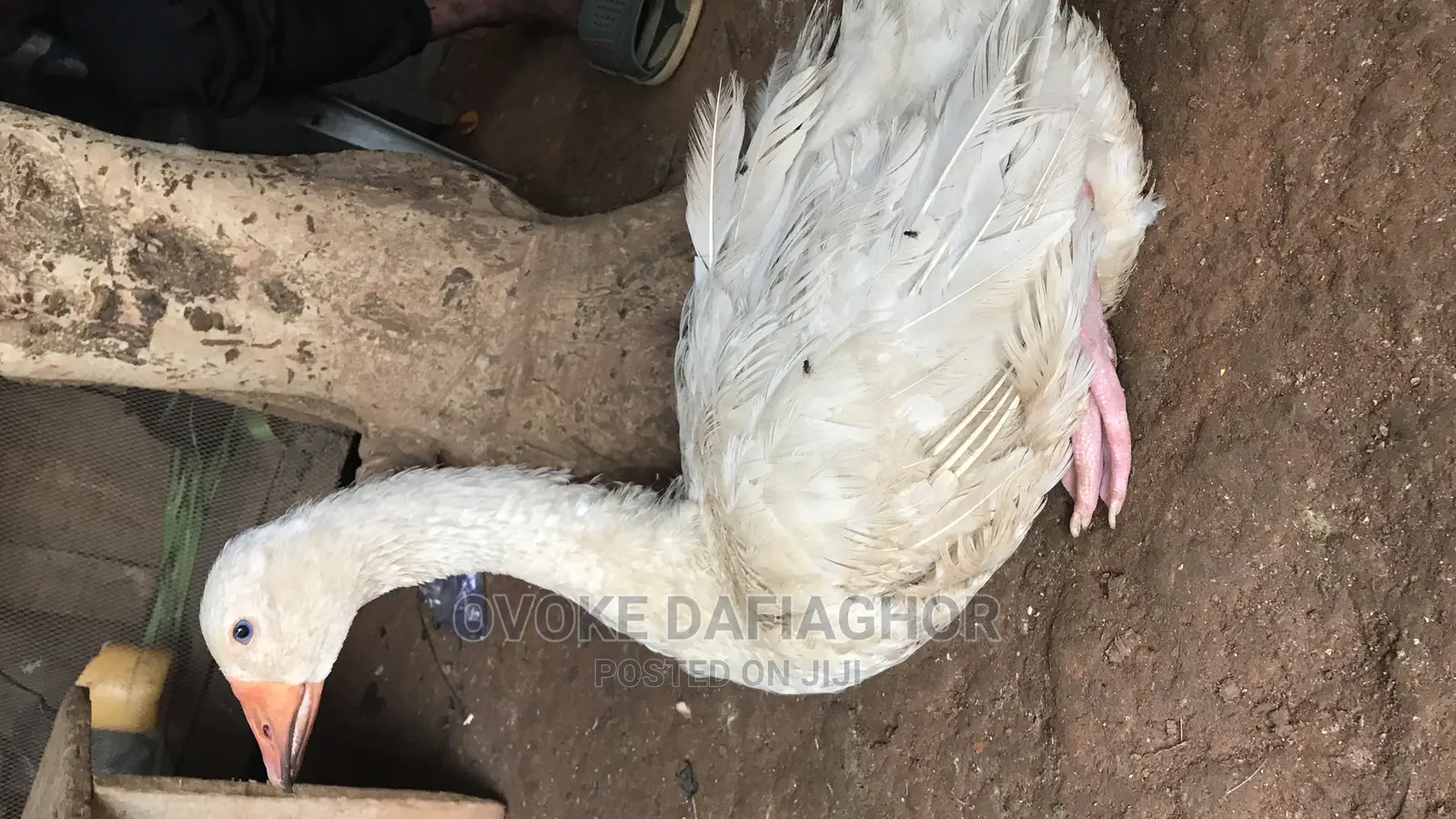 Laying Goose