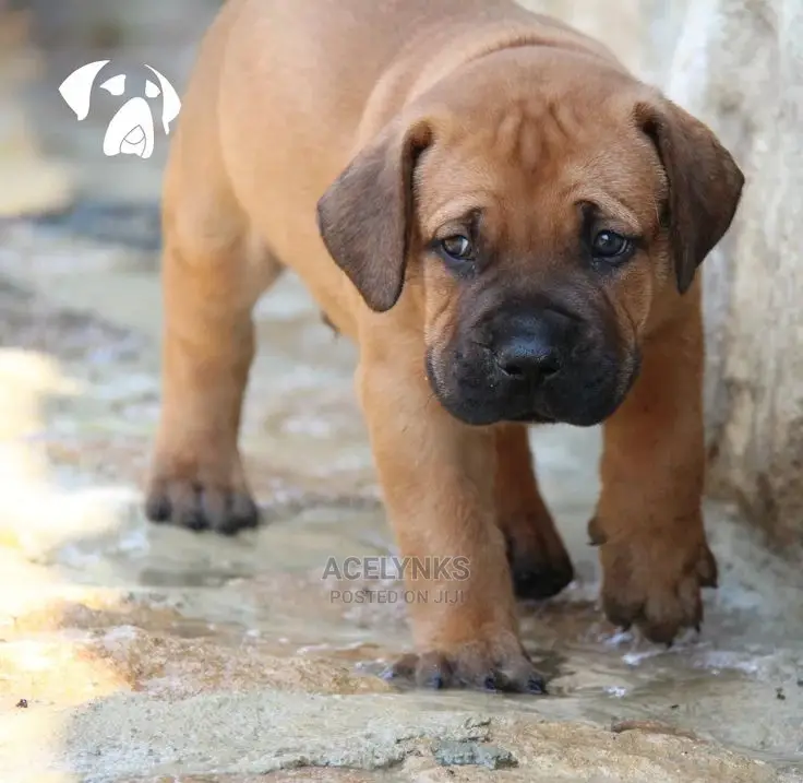 0-1 month Male Purebred Boerboel