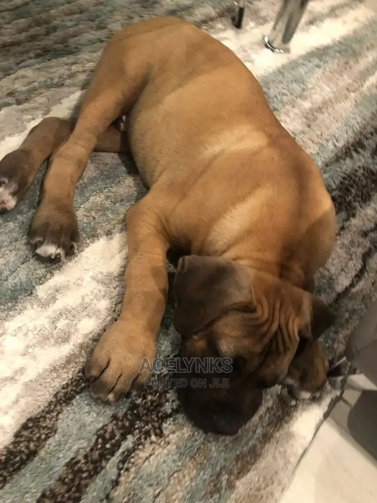1-3 months Male Purebred Boerboel