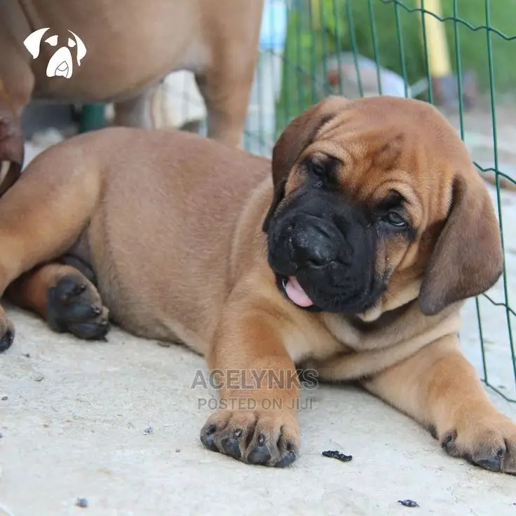 1-3 months Female Purebred Boerboel