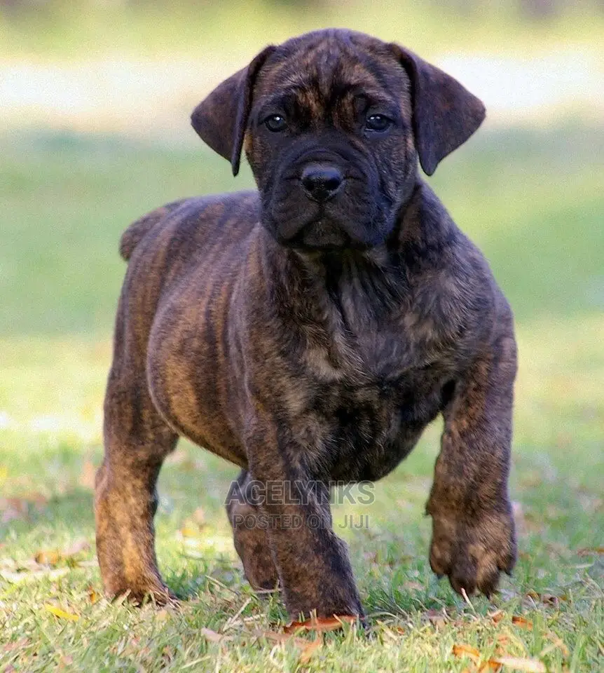 1-3 months Female Purebred Boerboel