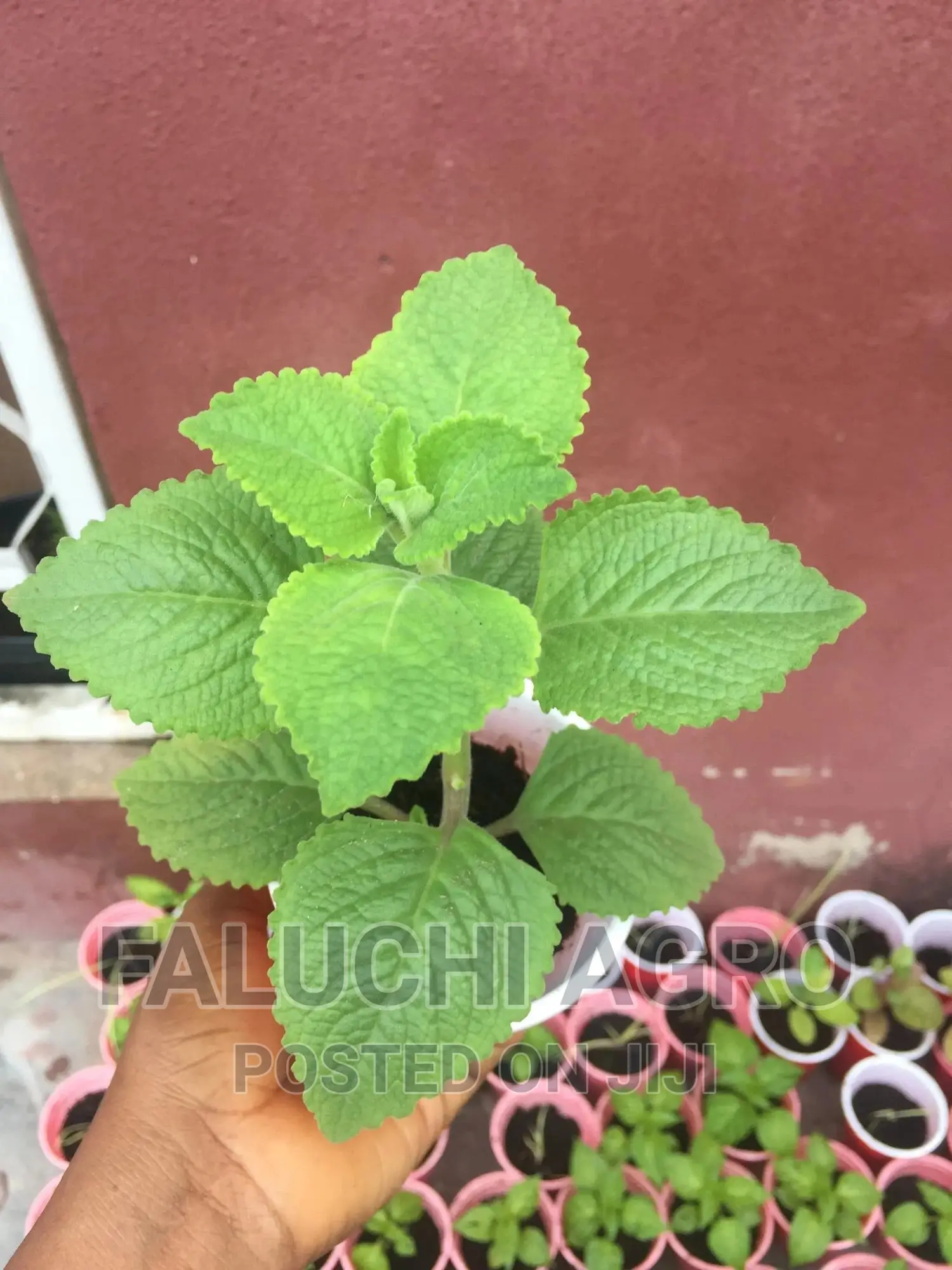 Oregano Seedlings (Oregano Vulgare, Cuban And Greek Oregano)