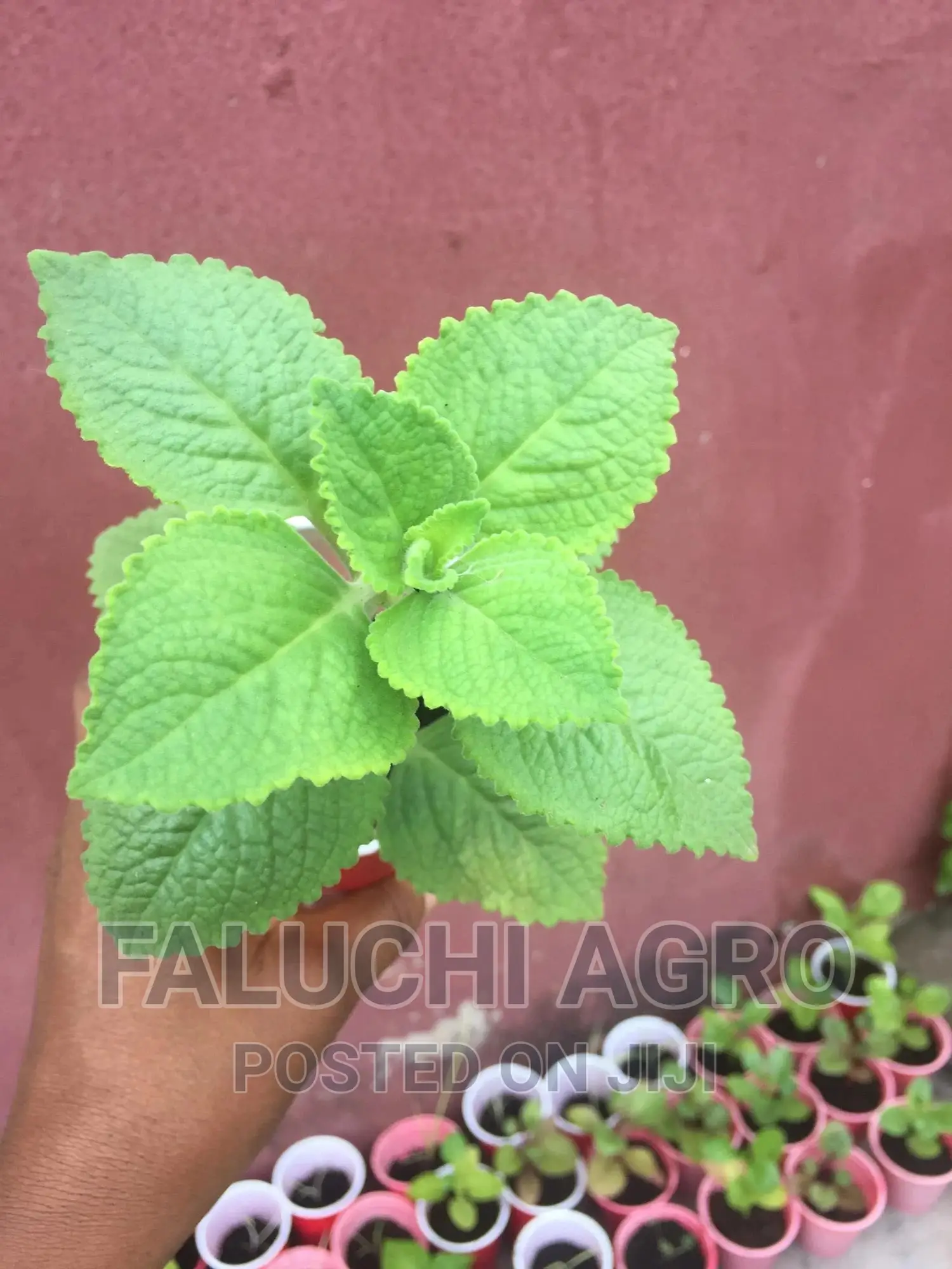 Oregano Seedlings (Oregano Vulgare, Cuban And Greek Oregano)
