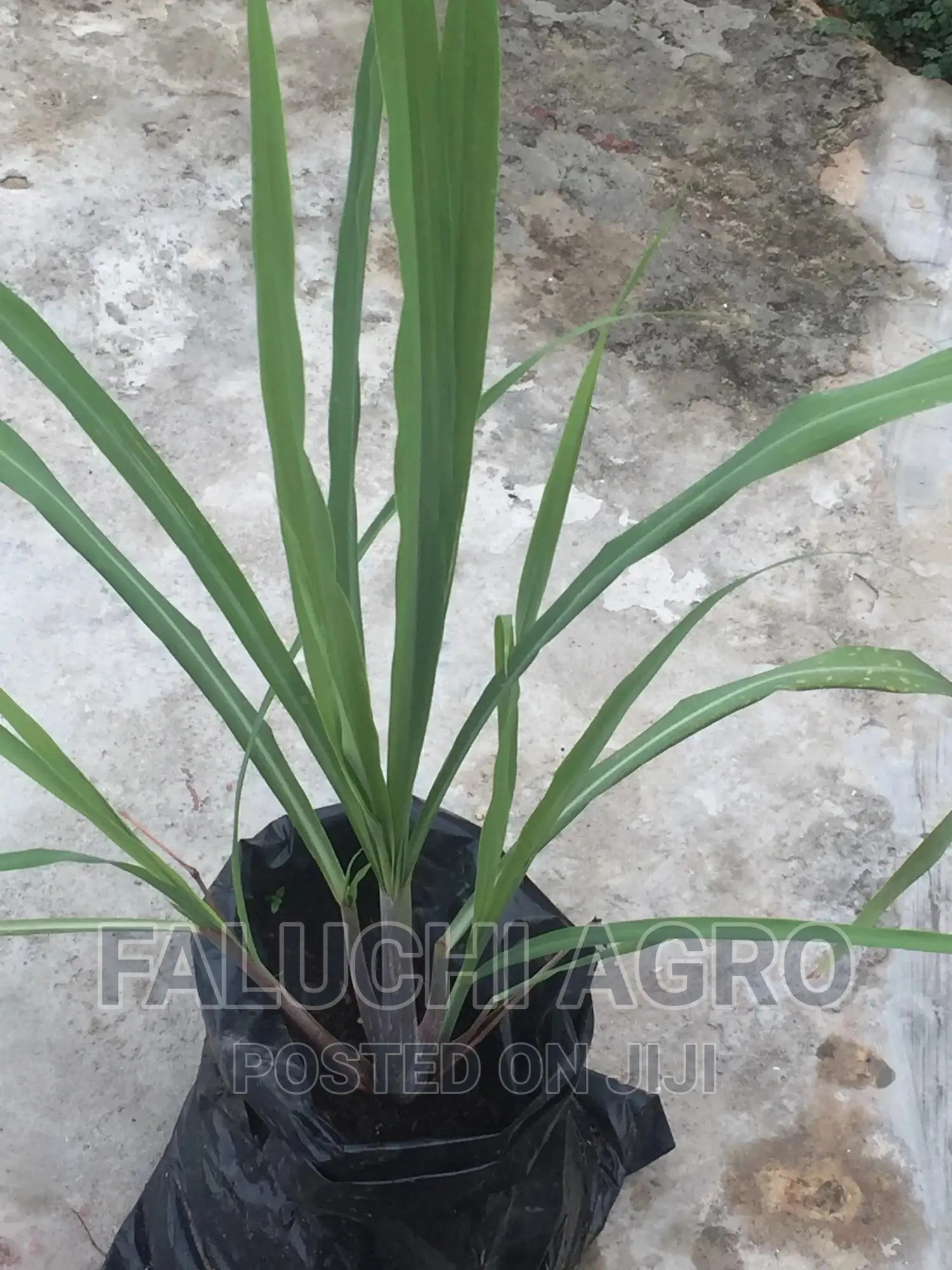Lemon Grass Seedlings, Fresh Leaves and Dried Leaves
