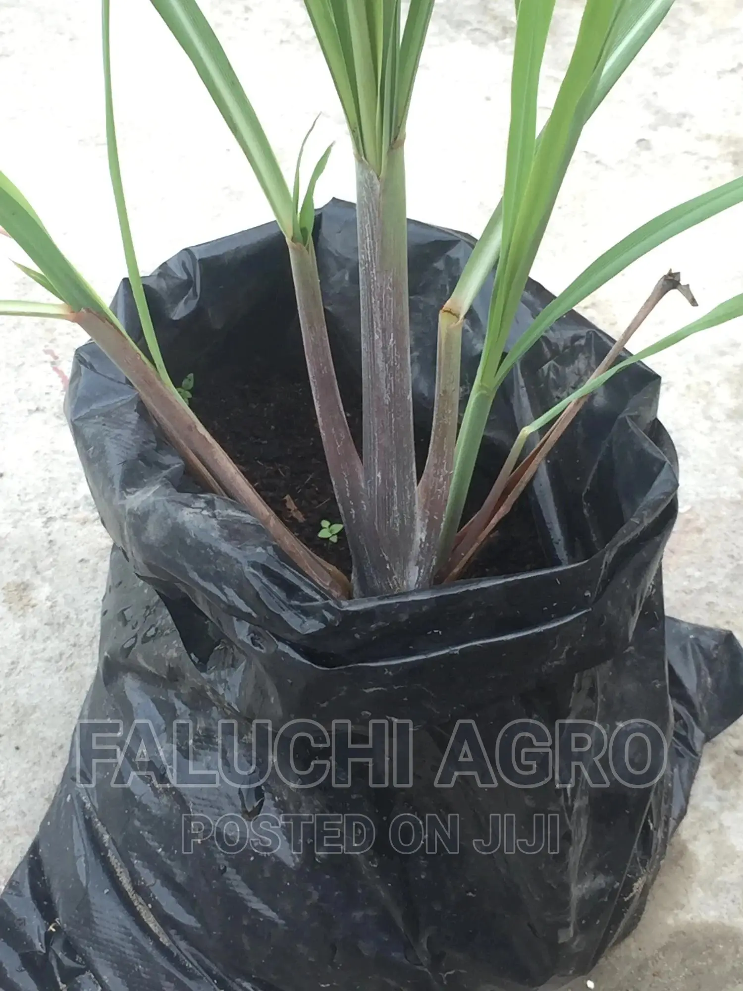 Lemon Grass Seedlings, Fresh Leaves and Dried Leaves