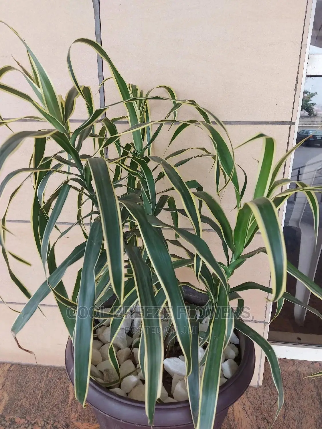 Air Purifying Flowers Plant's