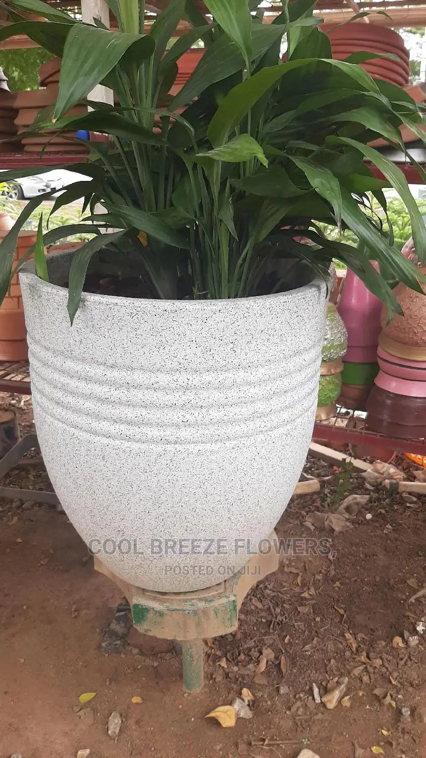 Poted Plants To Purify The Air