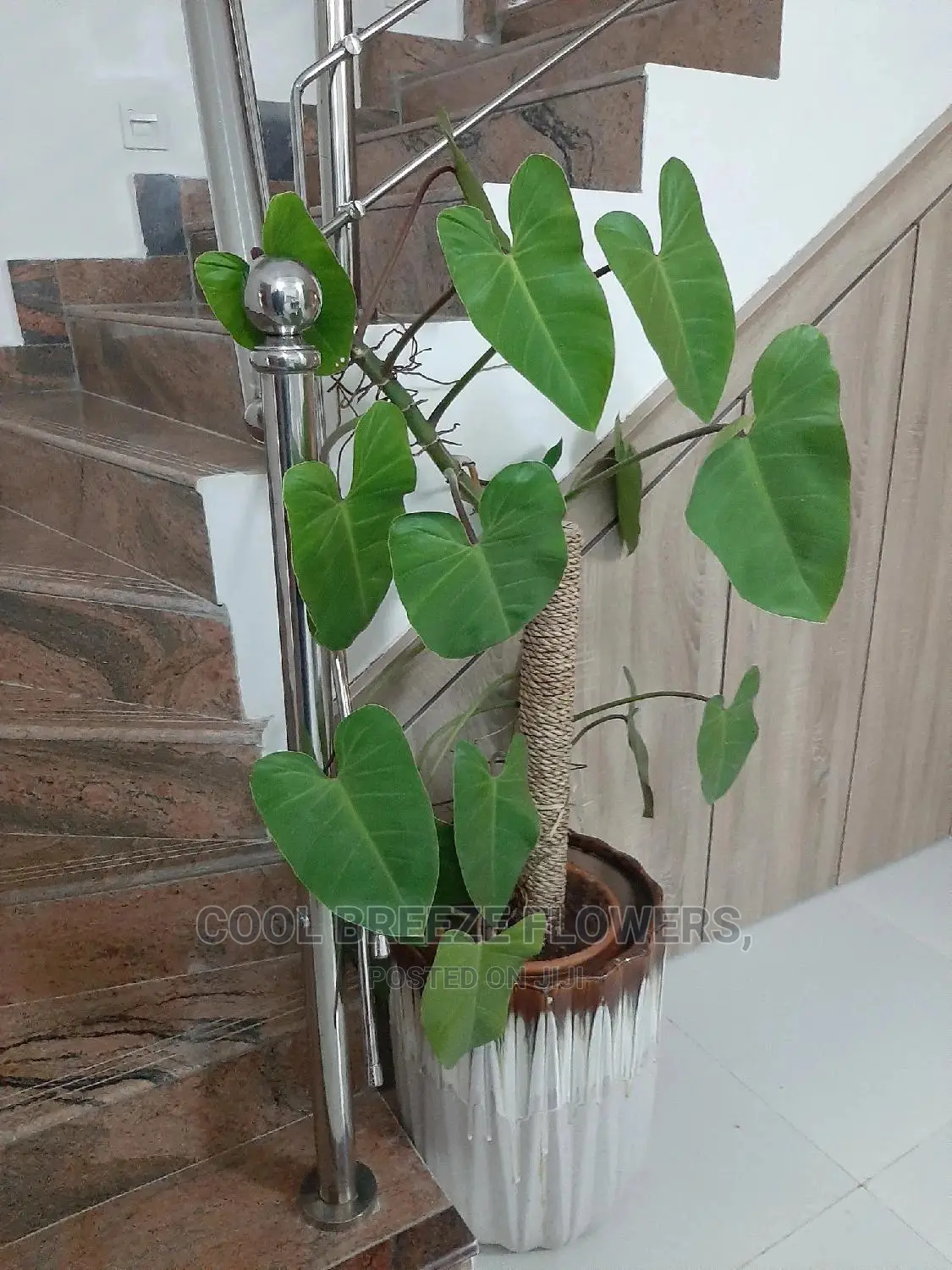 Poted Plants To Purify The Air