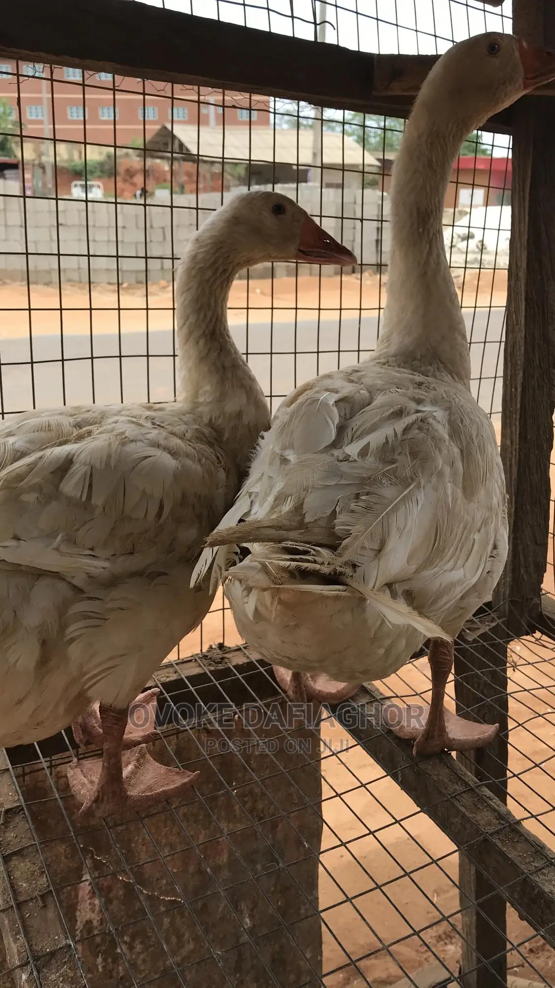Gaint Pair Of Laying Goose