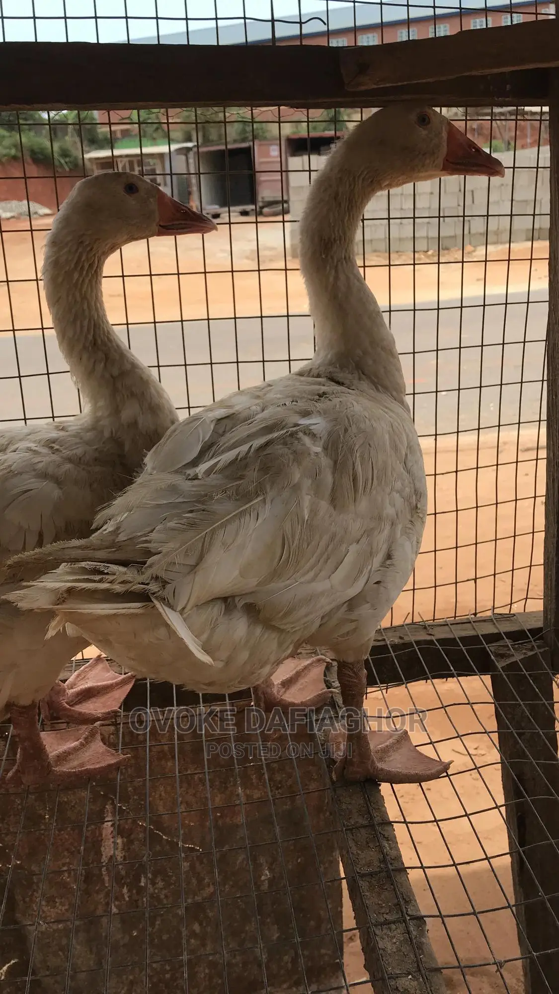 Gaint Pair Of Laying Goose