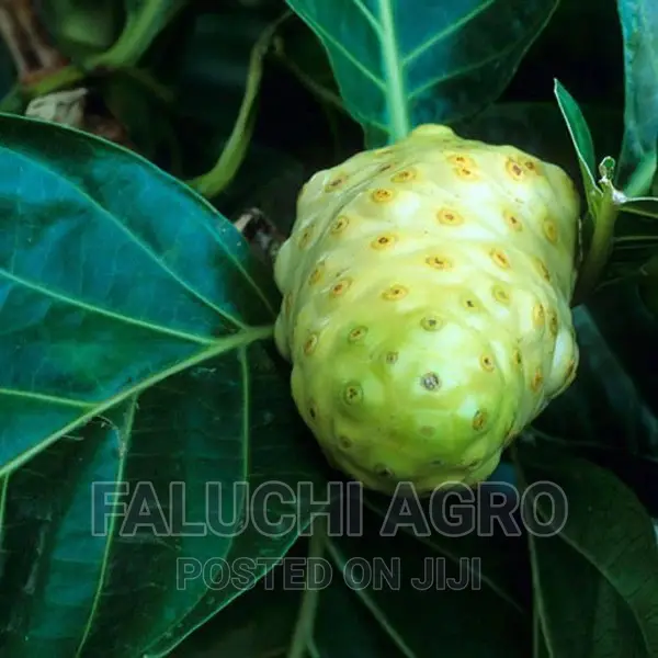 Dwarf Noni Seedlings