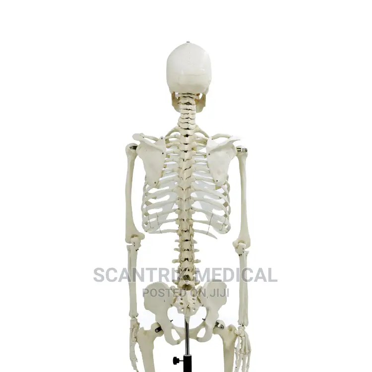 High Quality Models Life-Size Skeleton