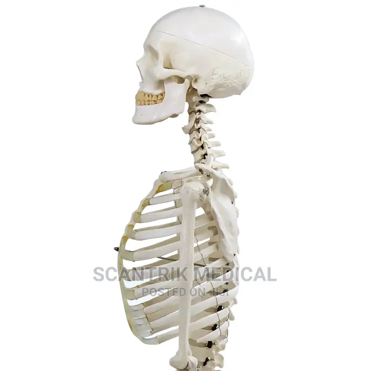 Best Price Models Life-Size Skeleton