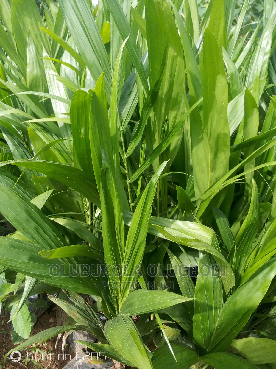 Oyebuk Farm Project and Nursery Garden No