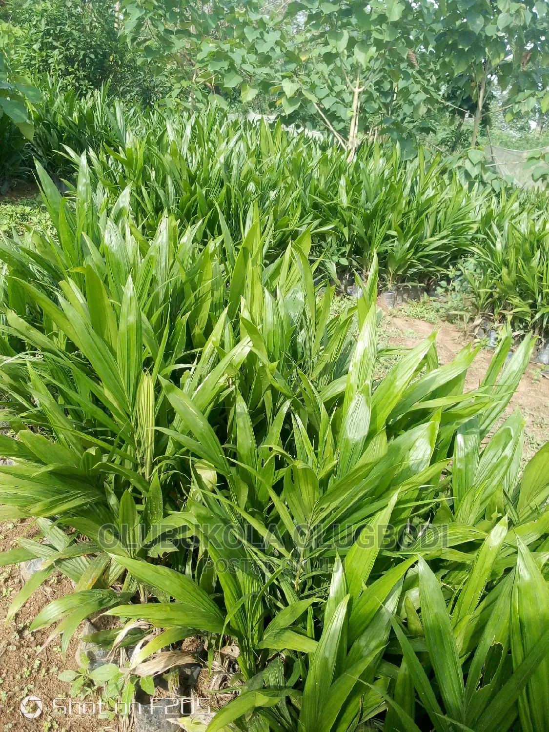 Oyebuk Farm Project and Nursery Garden No
