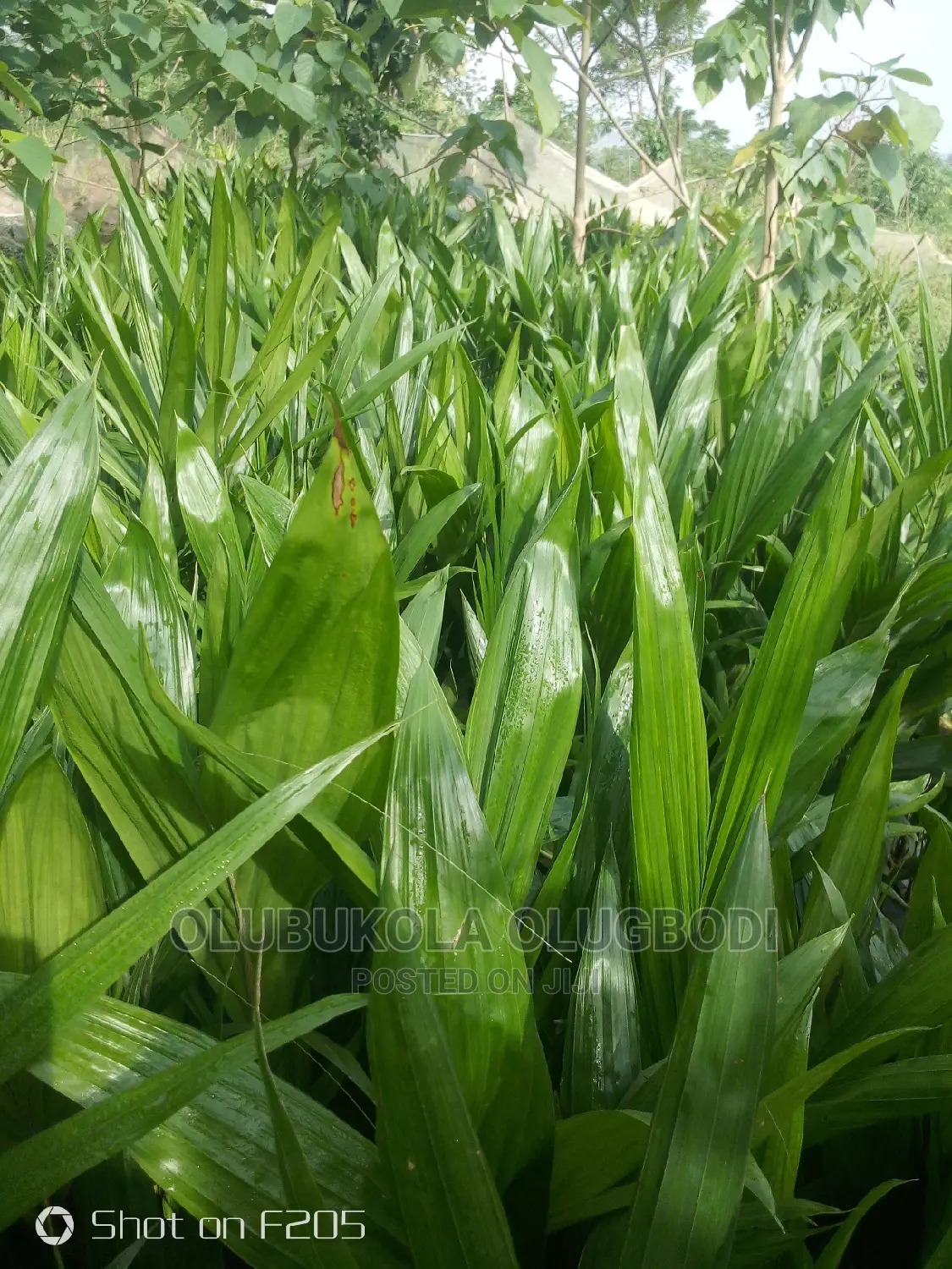 Oyebuk Farm Project and Nursery Garden No