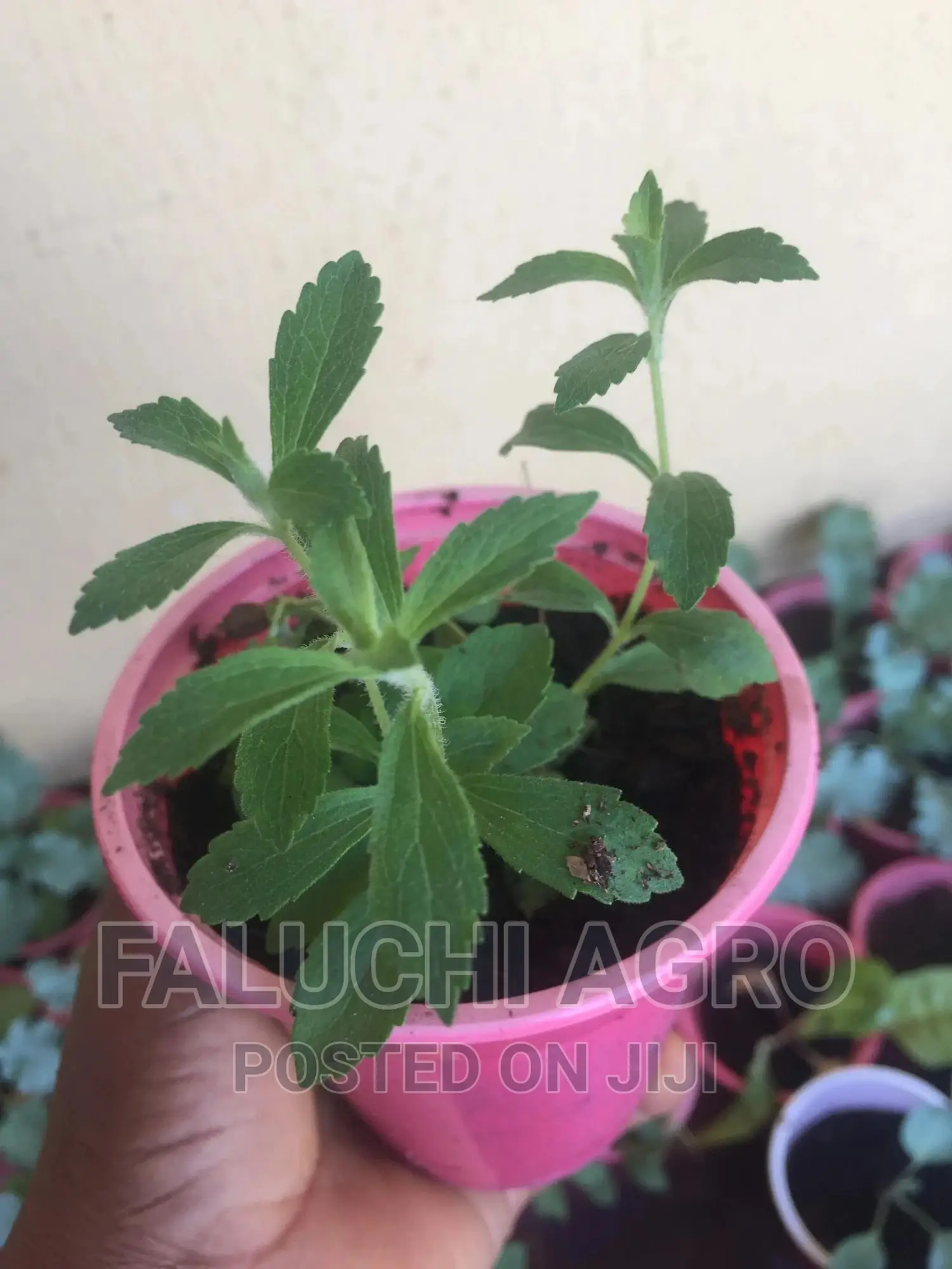 Stevia Seedlings (Sugar Plant), Fresh Leaves and Dried Leav