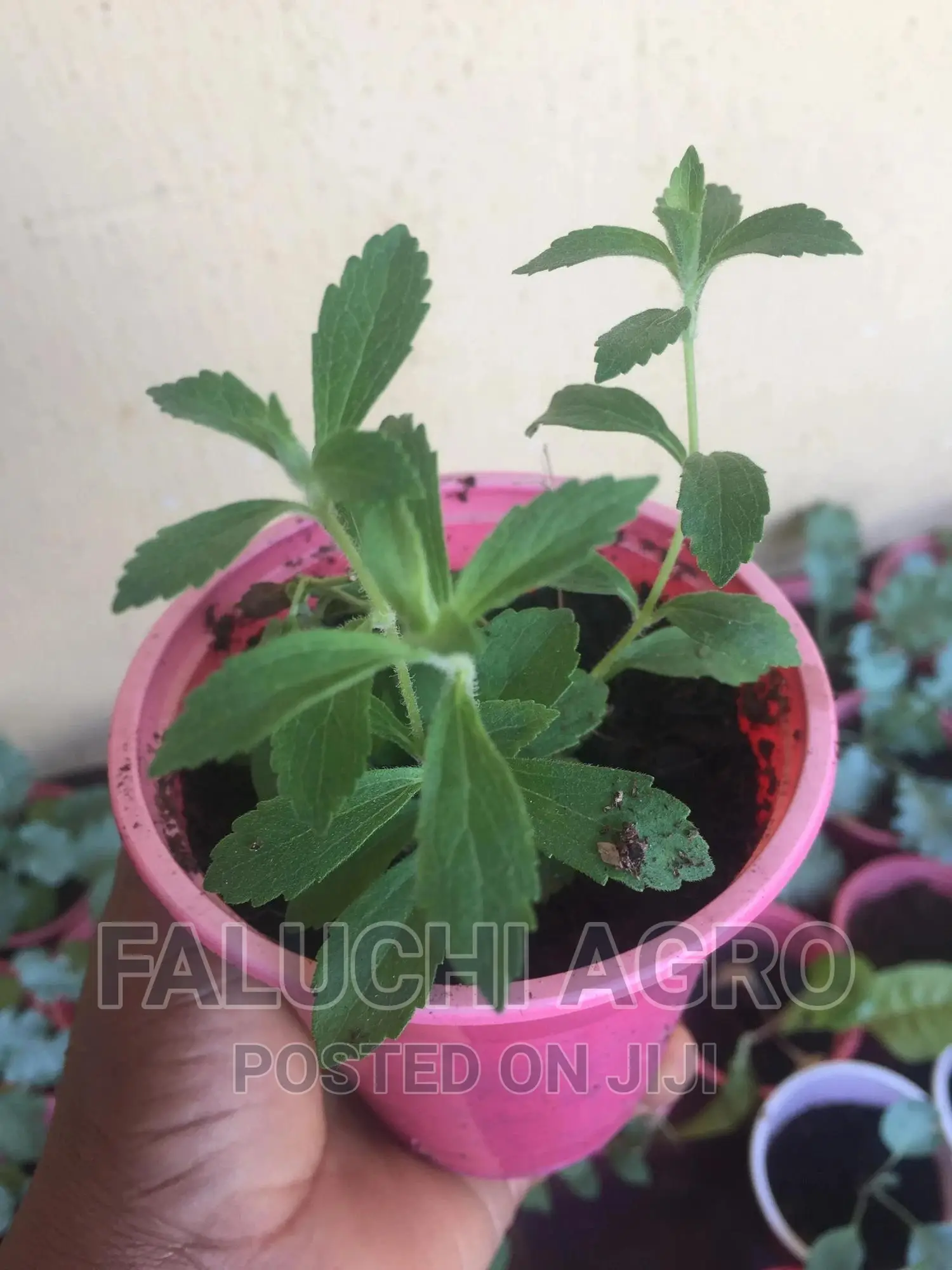 Stevia Seedlings (Sugar Plant), Fresh Leaves and Dried Leav