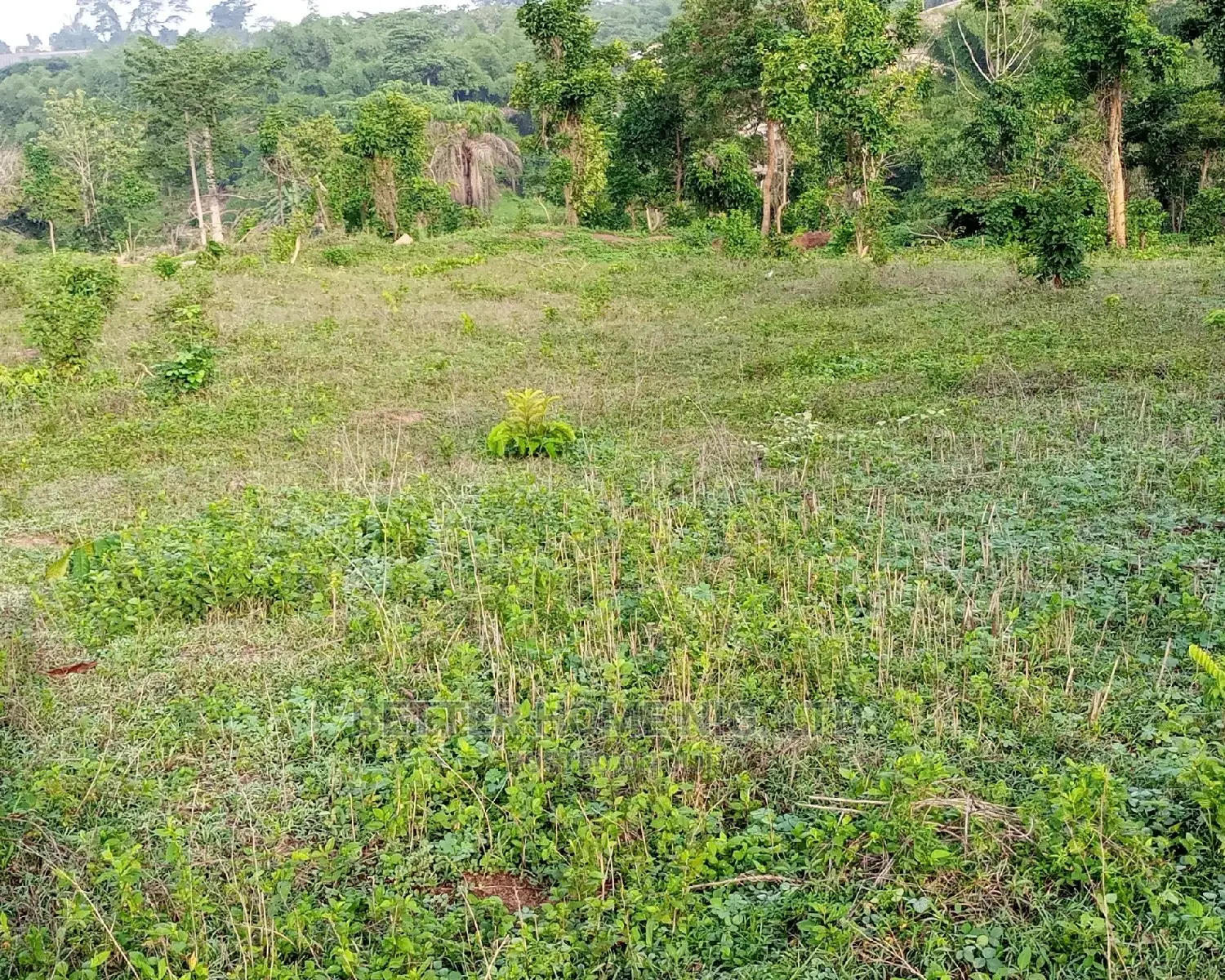 Land For Sale With Register Survey