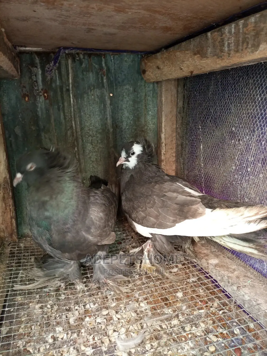 Hungarian Giant Pigeons For Sale