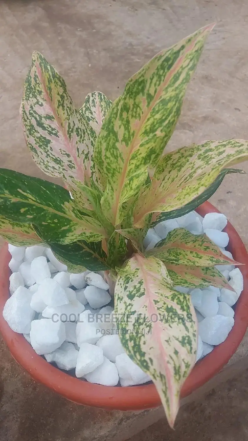 Indoors Plants for Homes and Offices