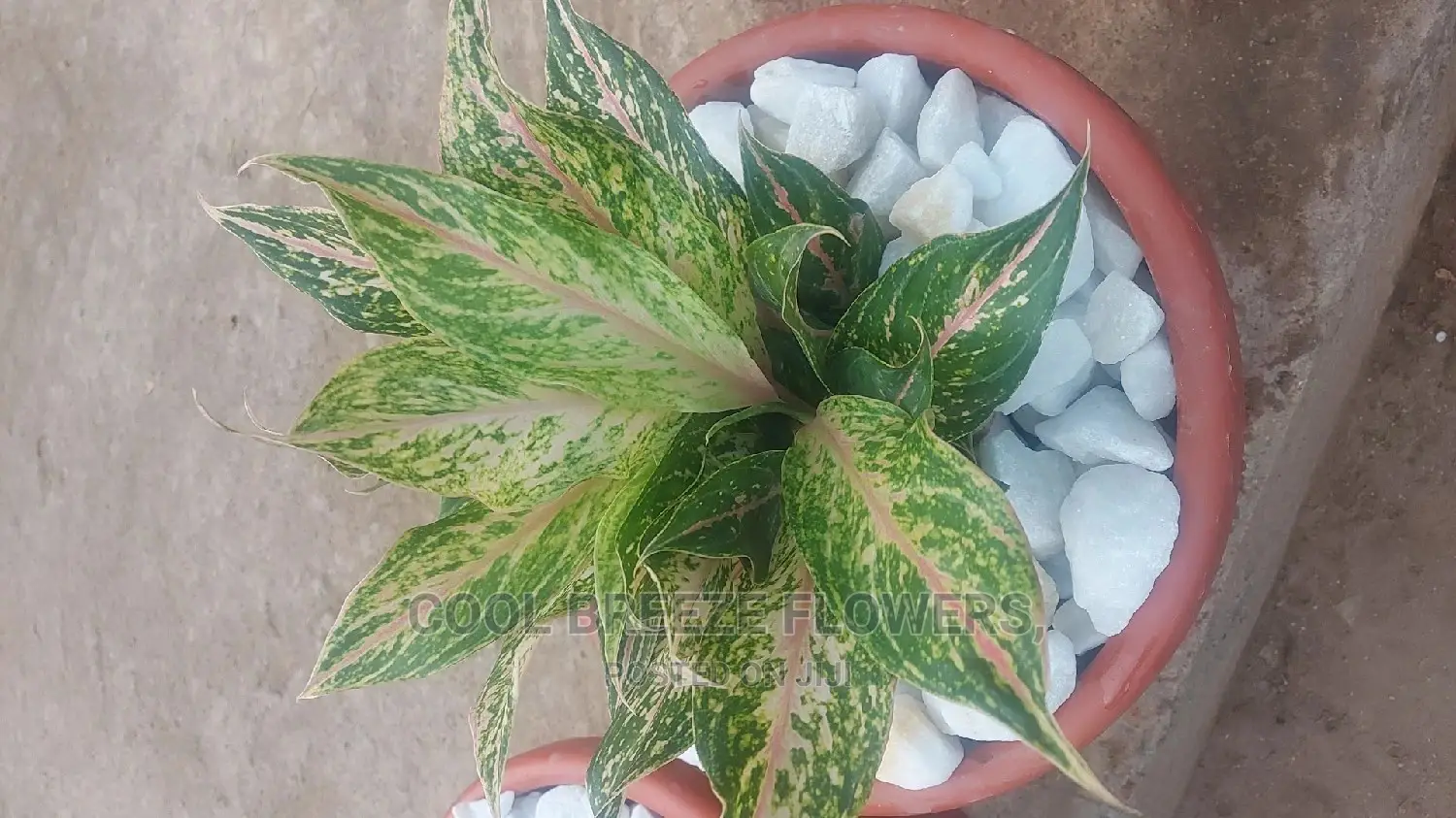 Indoors Plants for Homes and Offices