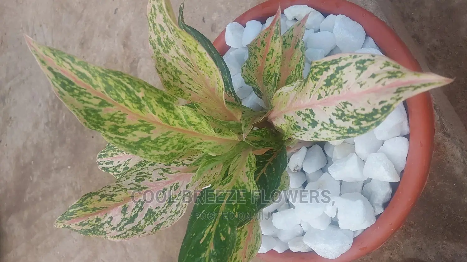 Indoors Plants for Homes and Offices