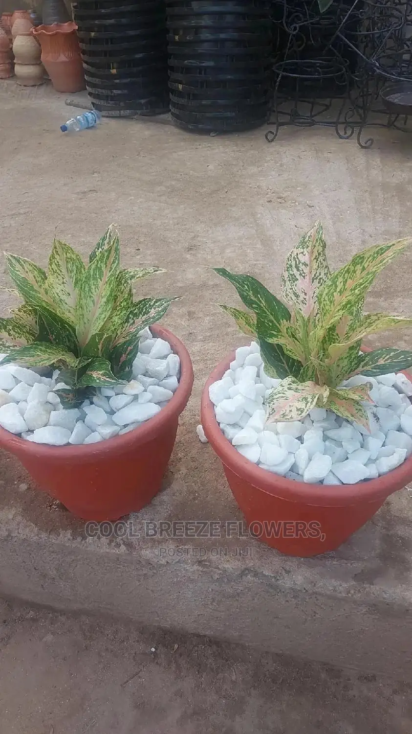 Indoors Plants for Homes and Offices