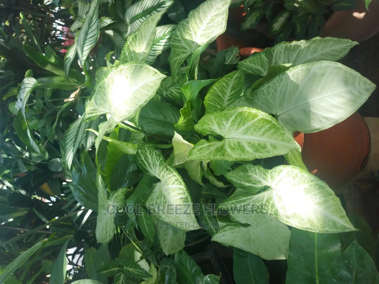 Healthy Flowers for Beautification of Your Environment