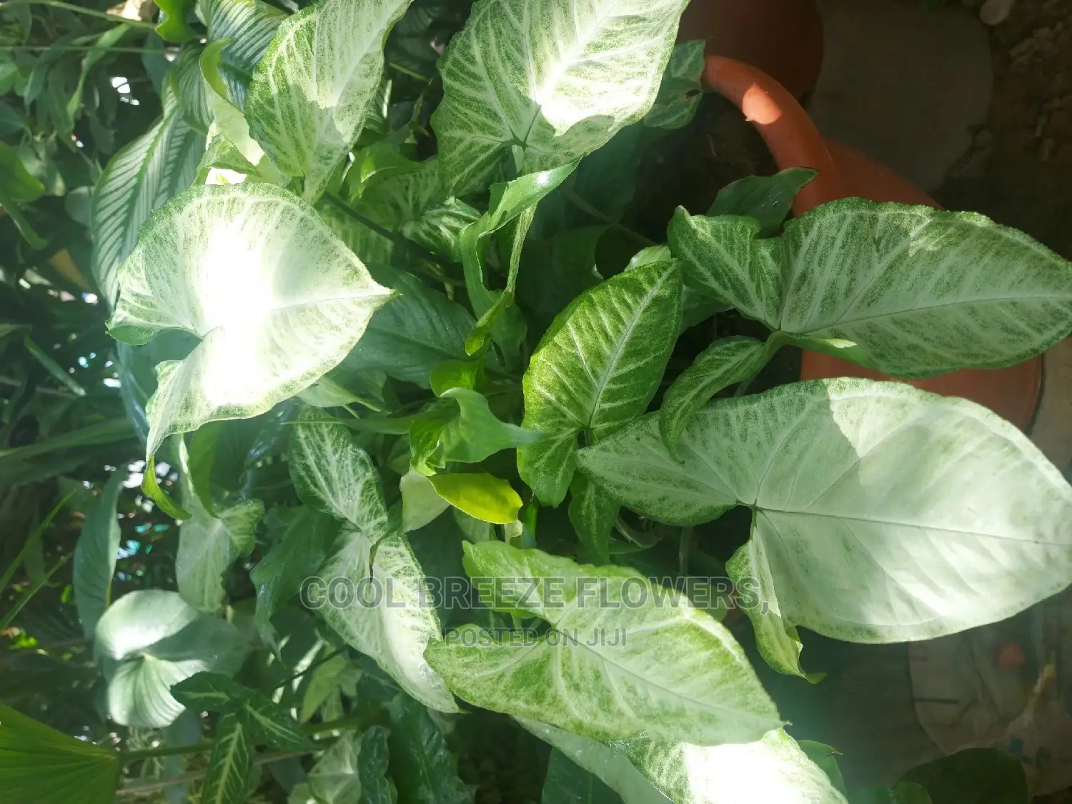 Healthy Flowers for Beautification of Your Environment