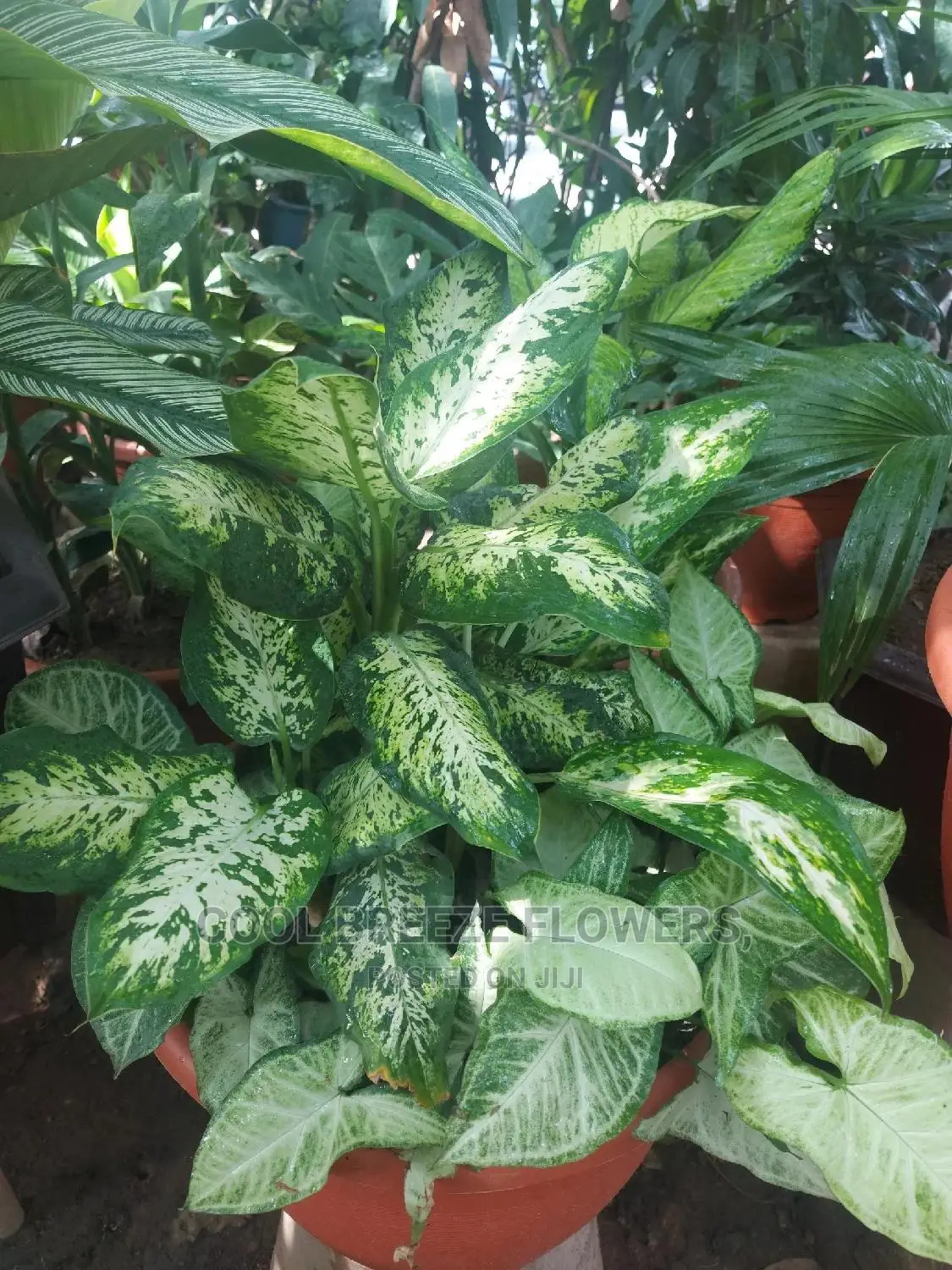Healthy Flowers for Beautification of Your Environment