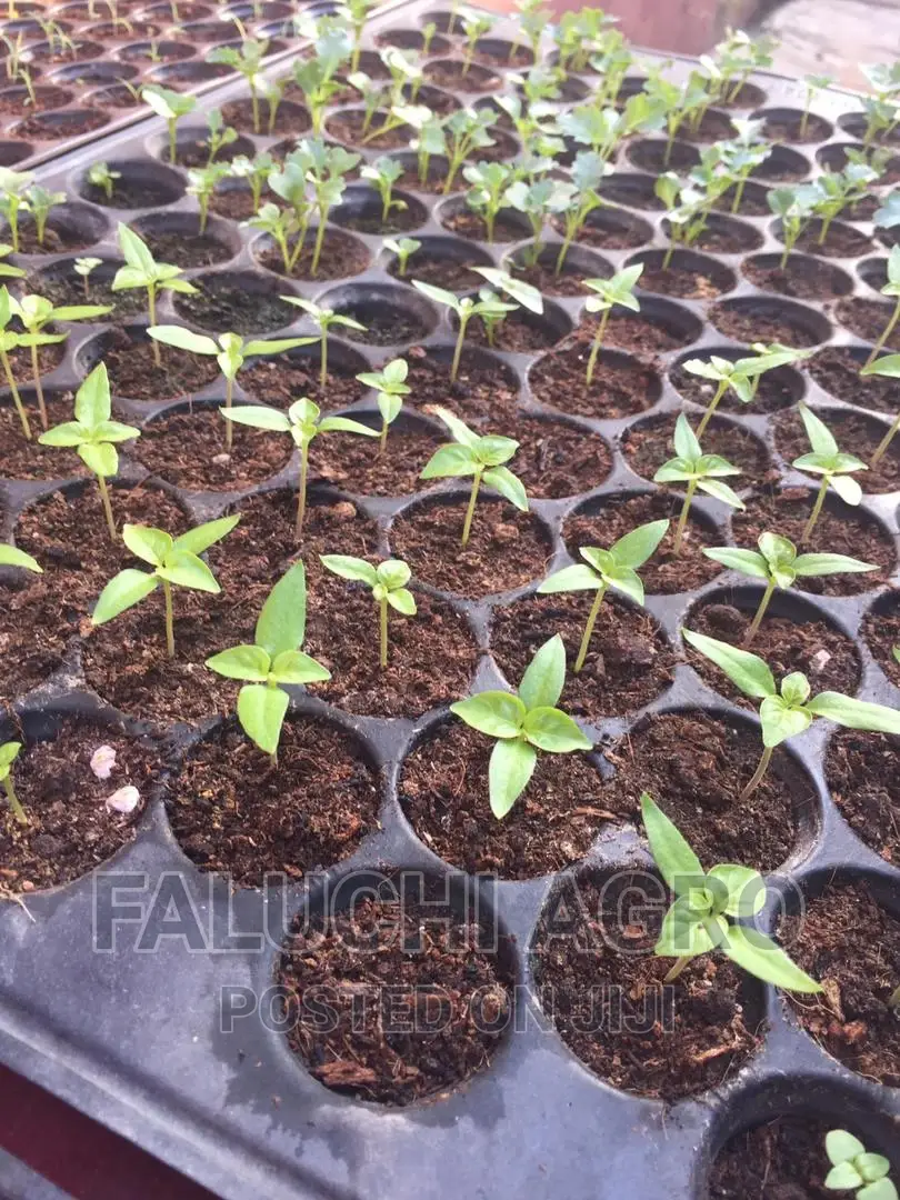 Organic Potting Soil