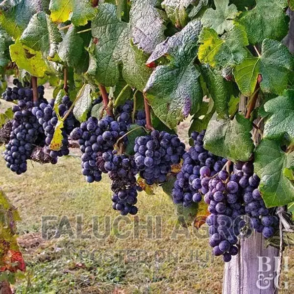 Hybrid Grapevine Seedlings