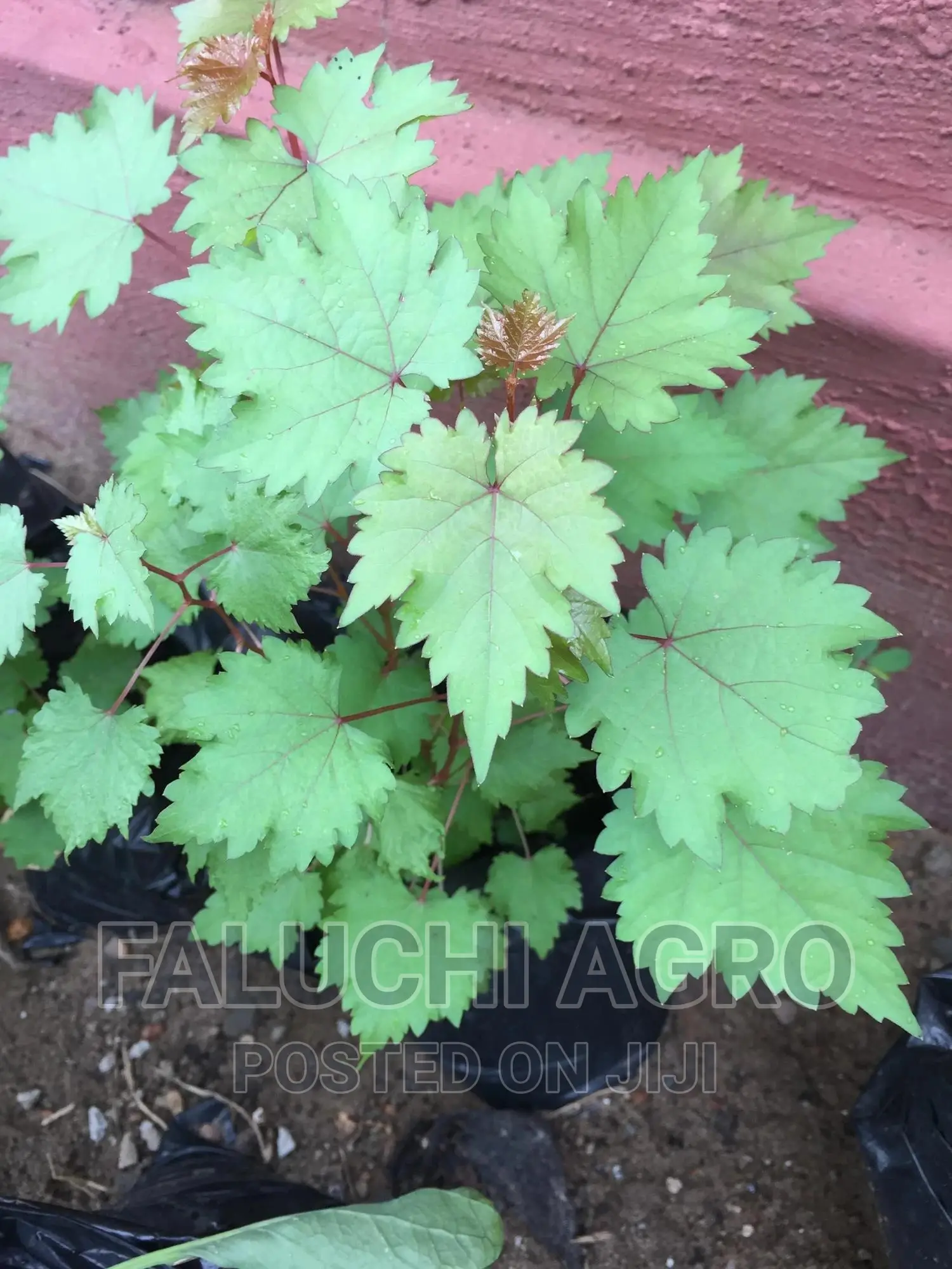 Hybrid Grapevine Seedlings