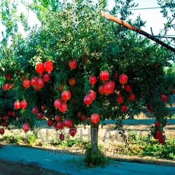 Hybrid Pomegranate Seedlings