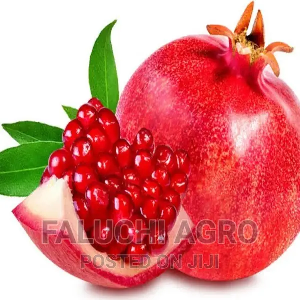 Hybrid Pomegranate Seedlings