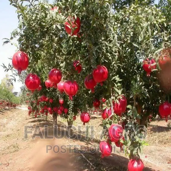 Hybrid Pomegranate Seedlings