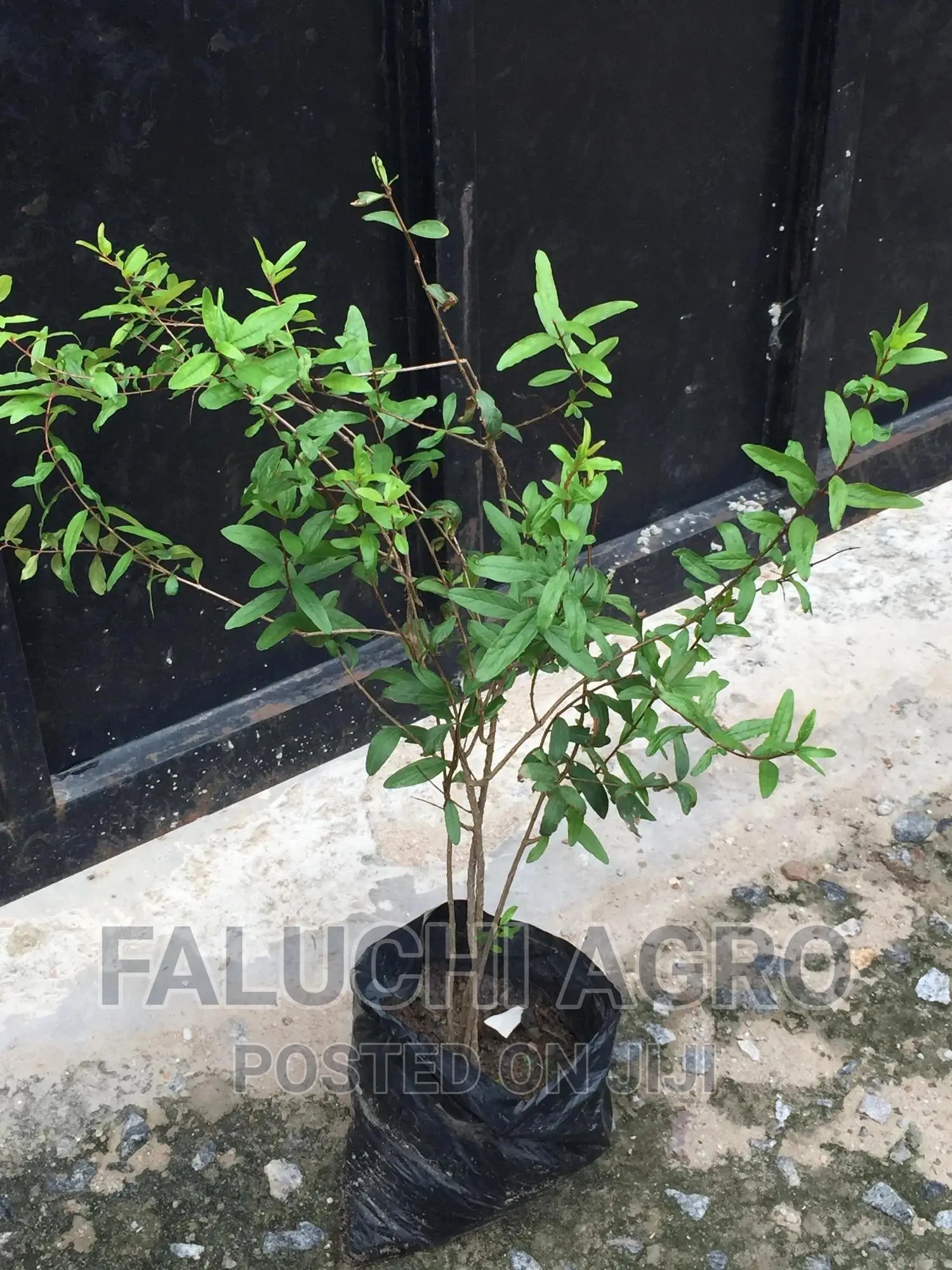 Hybrid Pomegranate Seedlings