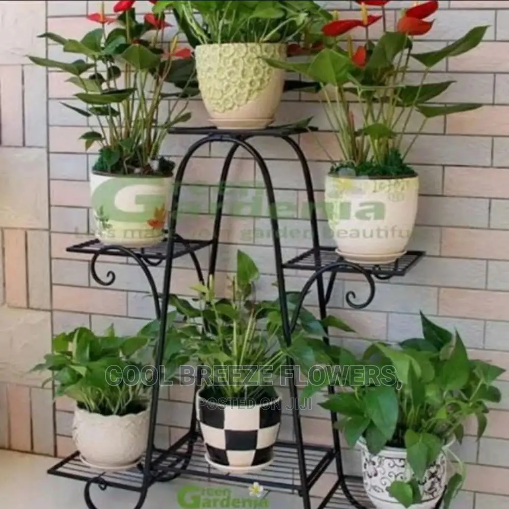 All Kinds of Indoor Flowers Available at Affordable Prices