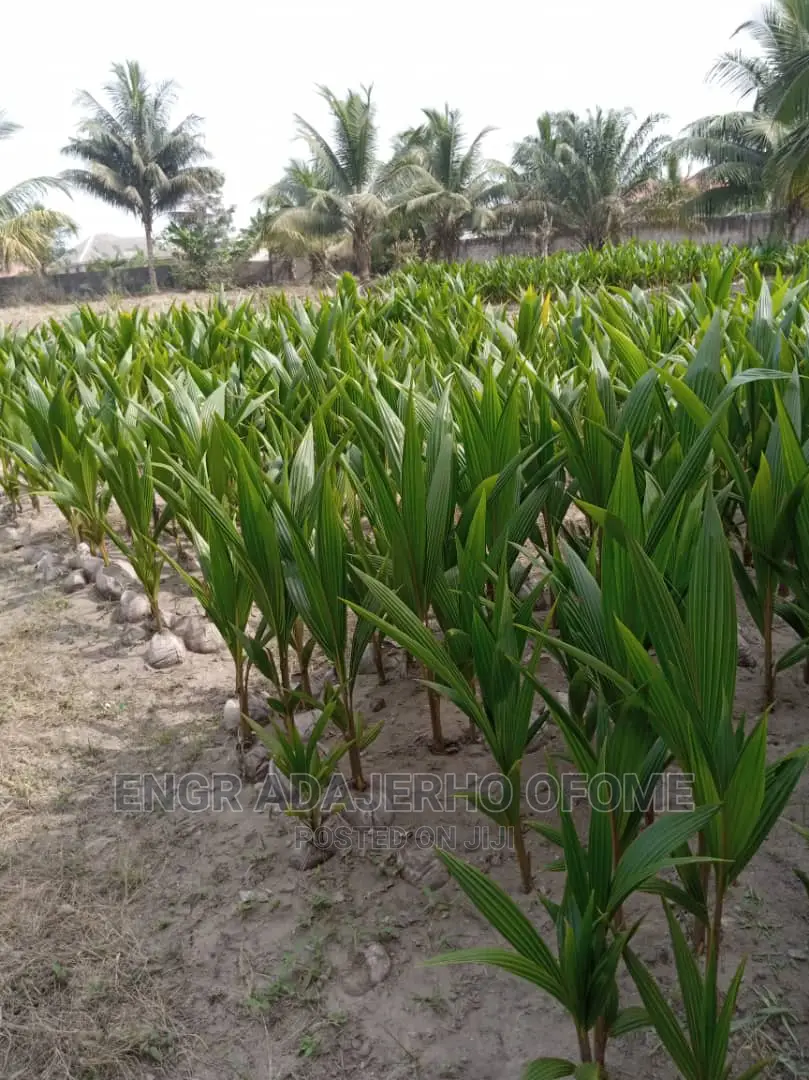 Dwarf and Hybrid Coconut Seedlings for Sale