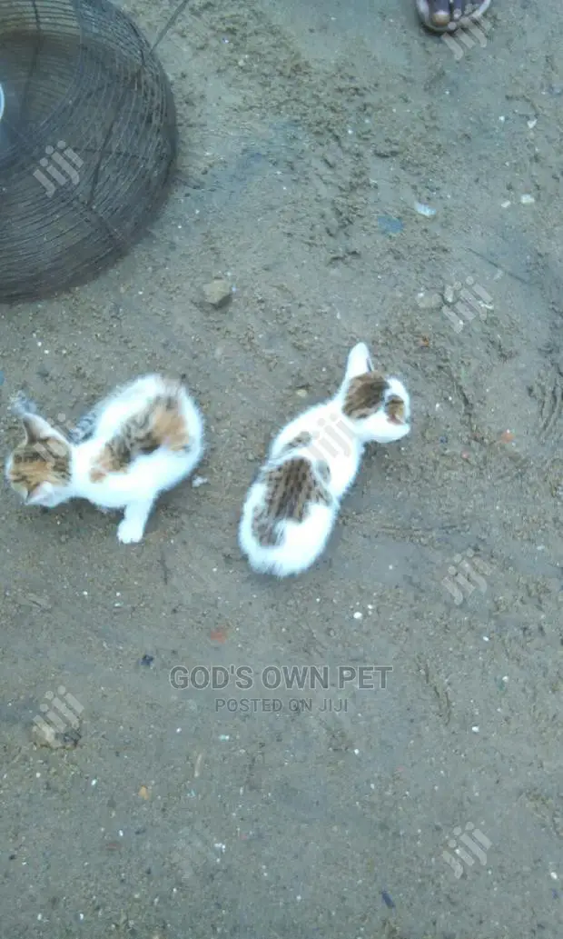 1-3 months Male Mixed Breed Cat