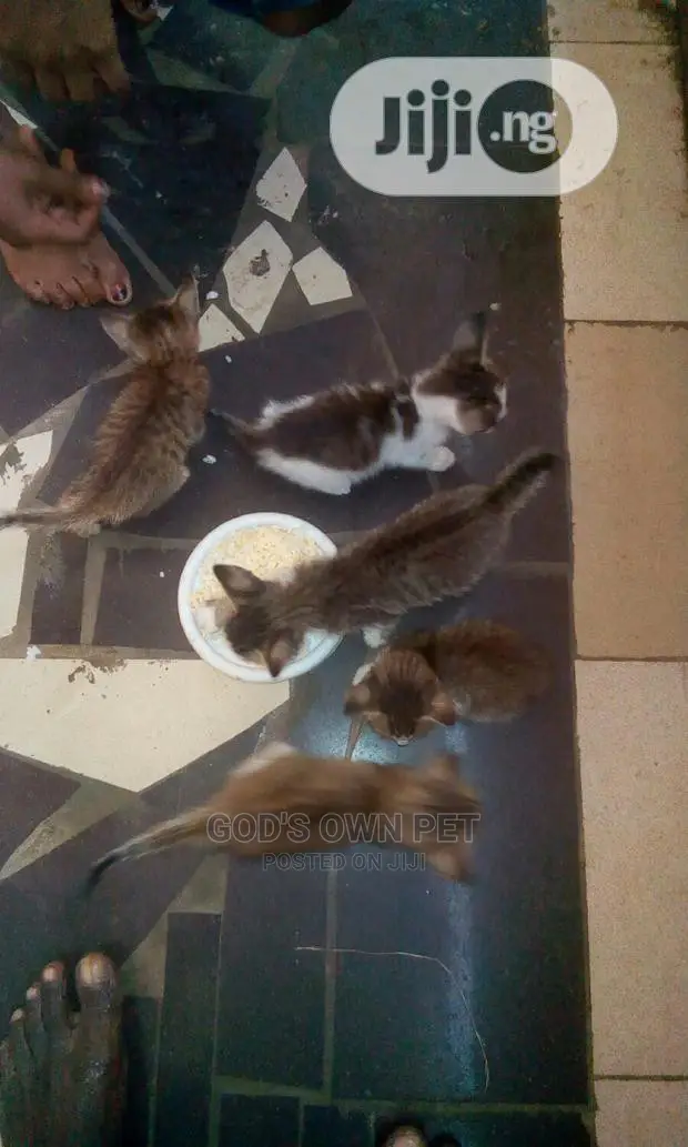 1-3 months Male Mixed Breed Cat