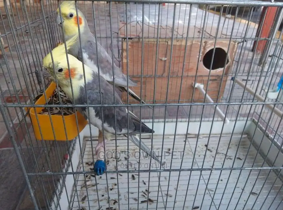 Well Treated Lovely Cocktails Parrots Birds Is Available