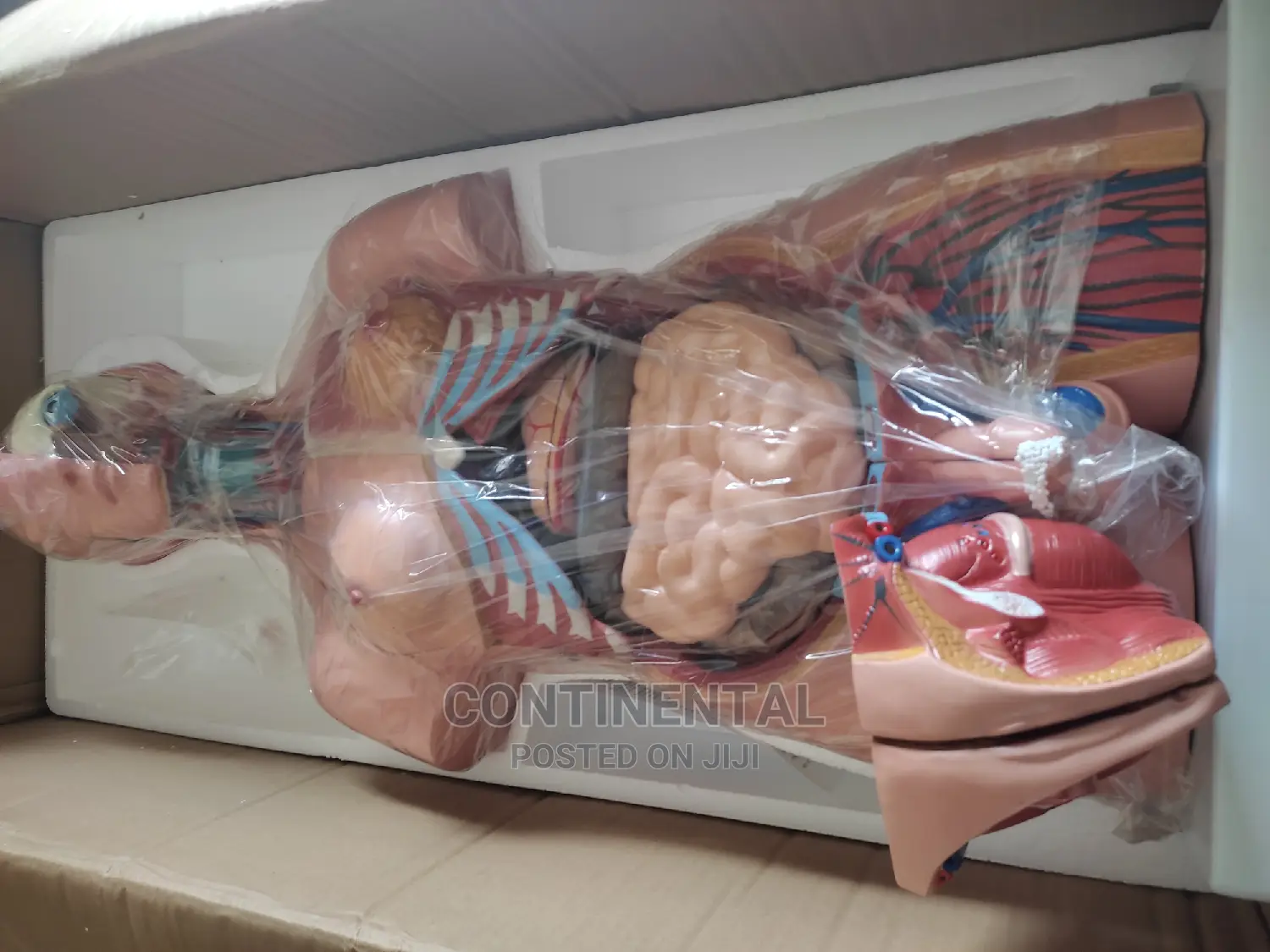 Human Unisex Torso