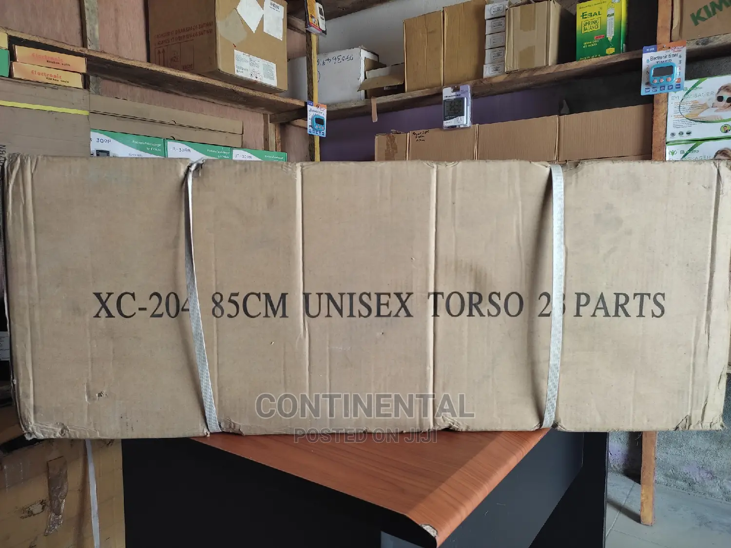 Human Unisex Torso