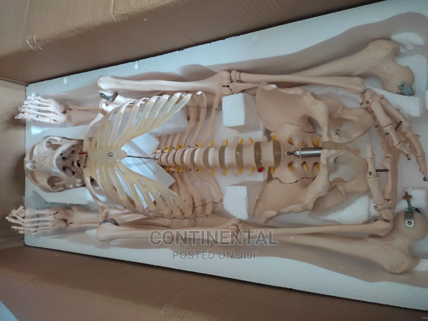 Human Skeleton, Human Full Size , Bone Resemblance