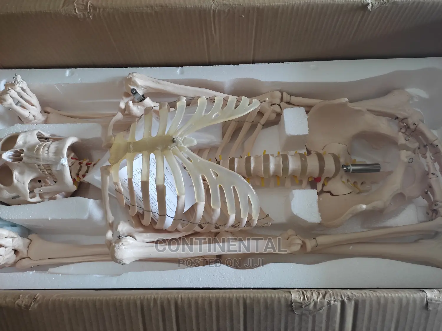 Human Skeleton, Human Full Size , Bone Resemblance
